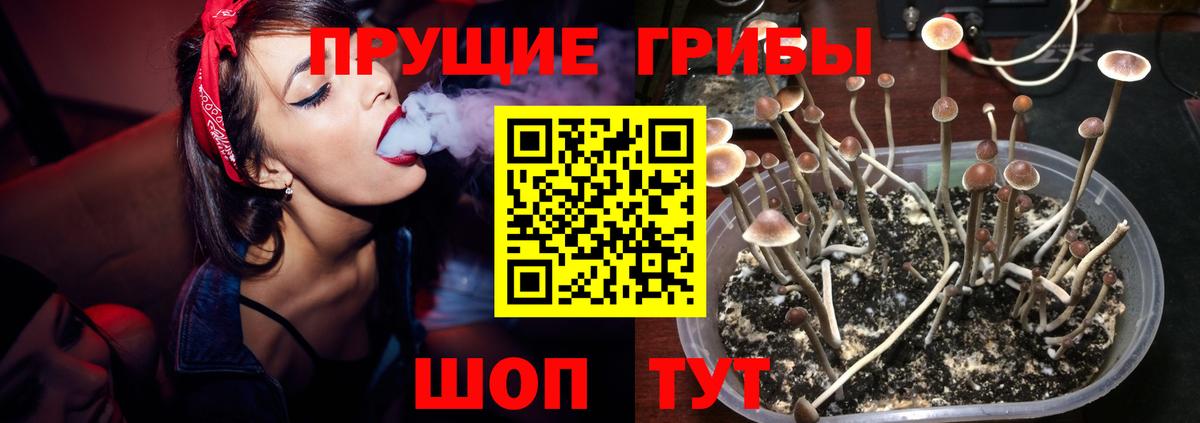 Псилоцибиновые грибы MAGIC MUSHROOMS  как найти   Галлюциногенные грибы Psilocybe  Азов  Вход с VPN 